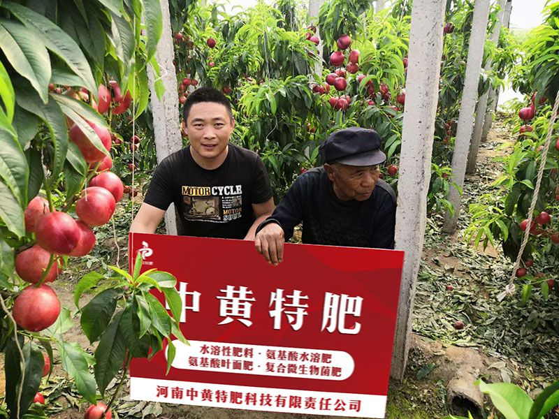 王大爷家的油桃使用了中黄特肥水溶肥后怎么样了