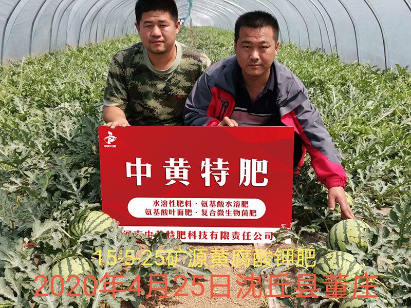 种植西瓜使用什么水溶肥，来看沈丘的李大哥怎么说！
