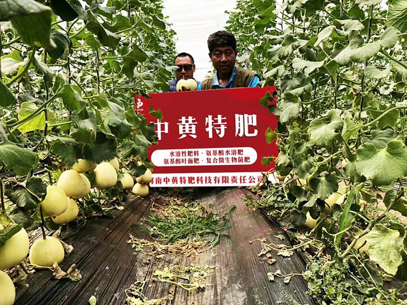甜瓜用什么肥果大味甜？辽宁陈经理信任中黄特肥
