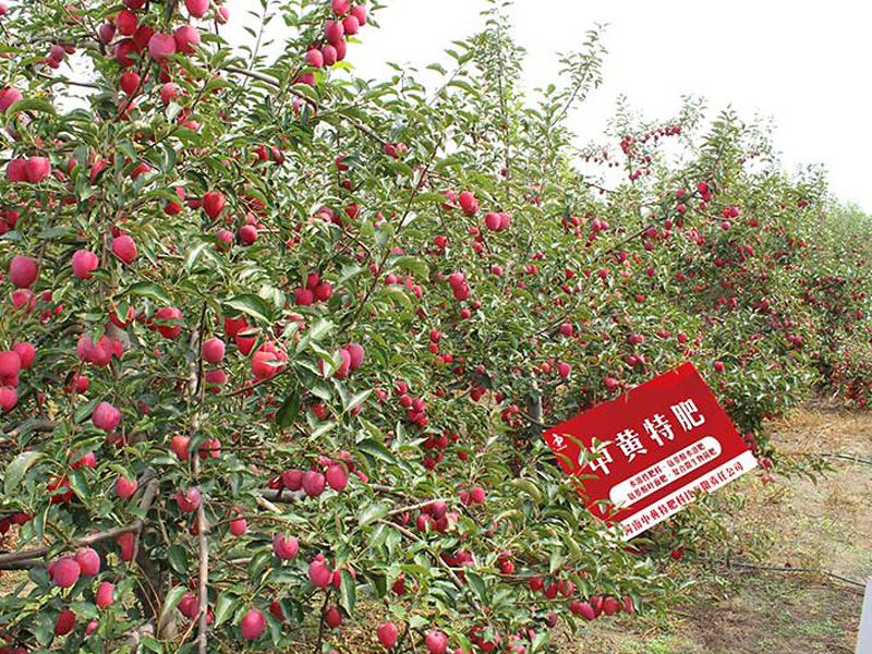 河北王大哥说以后就用中黄特肥的苹果水溶肥了