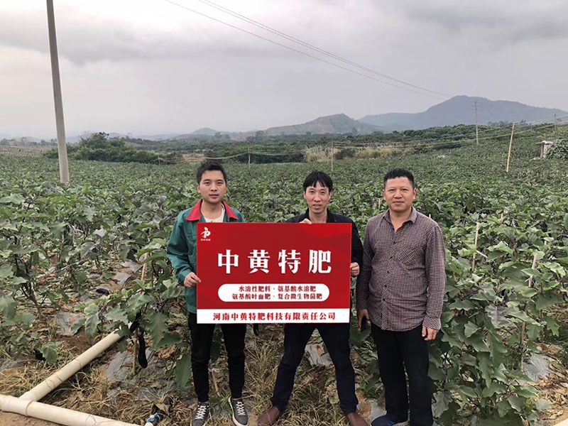 山西陈大哥家种植的茄子丰收了,他用的谁家的水溶肥