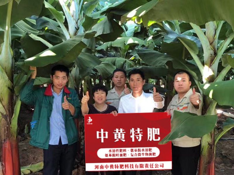 中黄特肥的香蕉水溶肥好不好？看广东李先生家的就知道