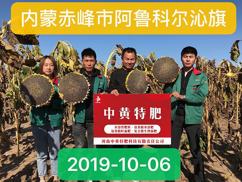 来看孙大哥家向日葵用中黄特肥水溶肥的效果