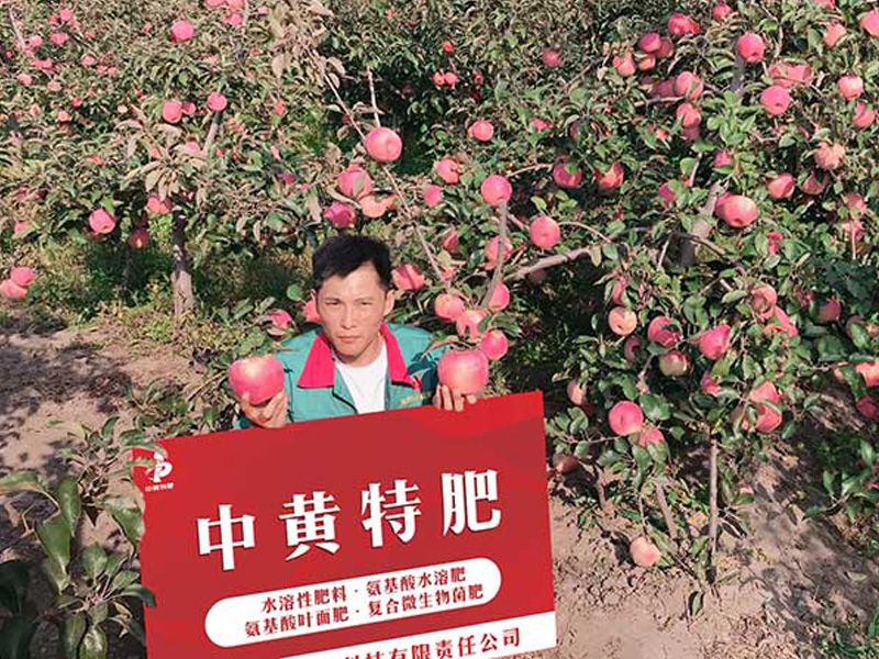 种植苹果使用谁家的大量元素水溶肥好？张先生说明年还要用它。