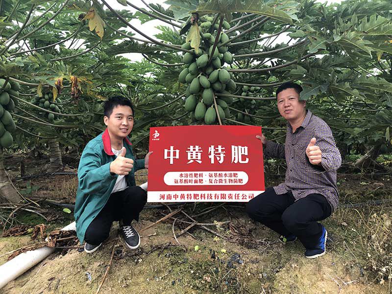 这家种植基地的木瓜为什么比别人家的好，原来用的中黄特肥家的水溶肥。