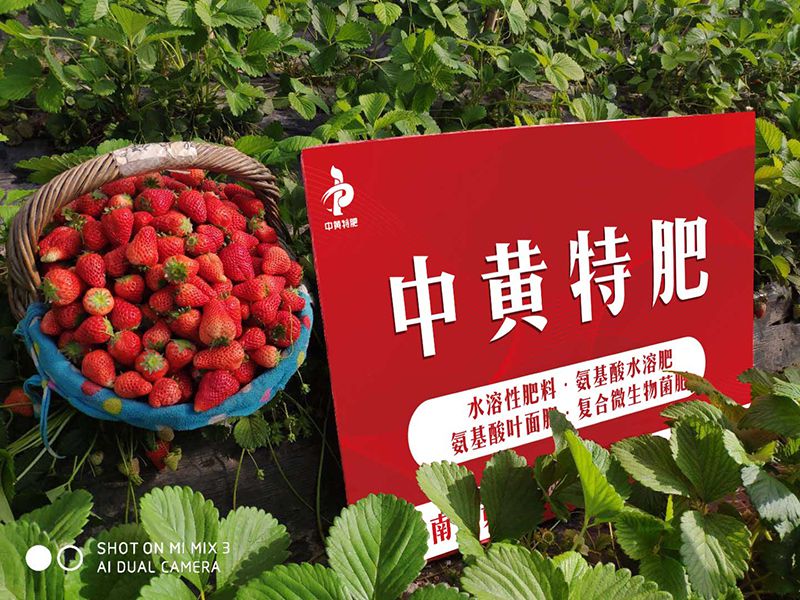 草莓水溶肥不知道用什么品牌的？陈大哥有话说！