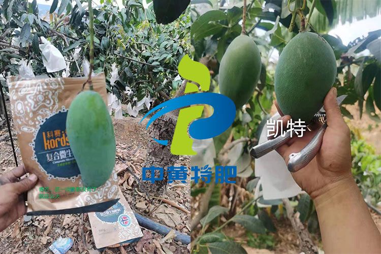 芒果选择用什么肥料?大姐家芒果喜获丰收