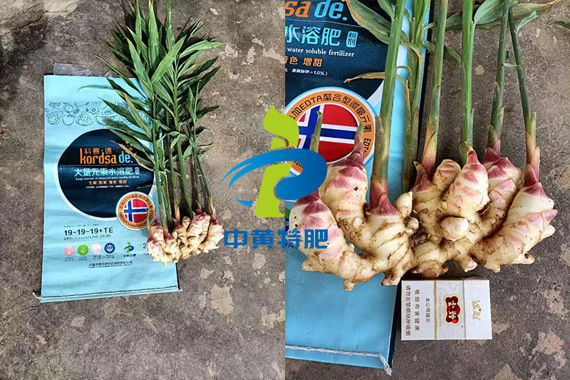 科赛德水溶肥大姜使用反馈图